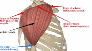 Two Minutes of Anatomy Deltoid Muscle [upl. by Wauters]