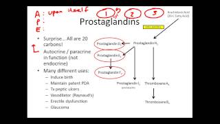 Understanding Eicosanoids The Basics [upl. by Ttessil323]