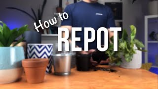 How to repot a plant  Beginners Guide to Repotting [upl. by Bianchi]