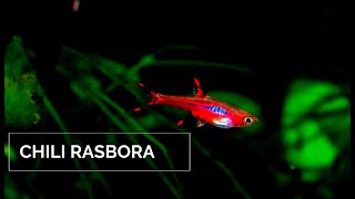 Chili Rasbora  Mosquito Rasbora  Boraras Brigittae [upl. by Nylirret]