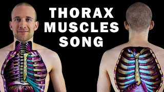 THE THORAX MUSCLE SONG [upl. by Aikemat]