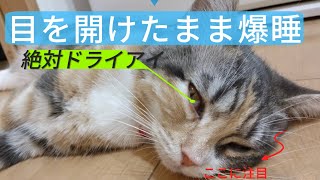 猫の寝癖を初めて見ました [upl. by Angelika]