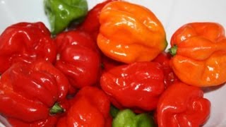 Scotch Bonnet Peppers Explained [upl. by Nesmat]