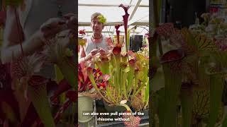 How To Propagate Sarracenia American Pitcher Plants [upl. by Iphigeniah]