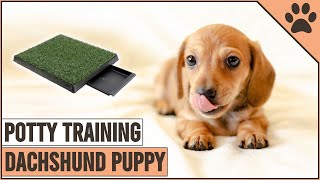 How To Potty Train A Dachshund Puppy  Dog World [upl. by Lenahtan]