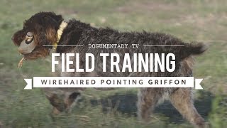 FIELD TRAINING WIREHAIRED POINTING GRIFFON [upl. by Retrak115]