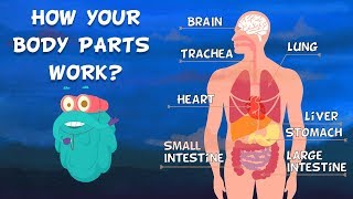 How Do Your Body Parts Work  Non Stop Episodes  The Dr Binocs Show  PEEKABOO KIDZ [upl. by Ecirtal]