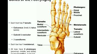 Anatomy  Specific Bones of the Feet [upl. by Iover]