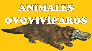 Animales ovovivíparos y sus características [upl. by Joelly]