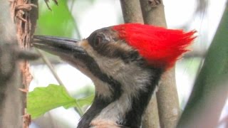 Pileated Woodpecker Call Scares Baby Red Squirrel [upl. by Cissiee]