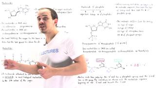 Nucleosides and Nucleotides [upl. by Urbai]