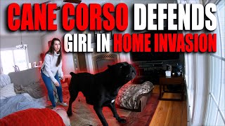 Cane Corso Defends Girl Against HOME INVASION [upl. by Madi567]