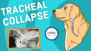 Tracheal Collapse in Dogs  Vet Explains [upl. by Dnomad597]