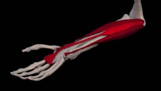 Arm Muscles 31 Palmaris Longus [upl. by Sivlek392]