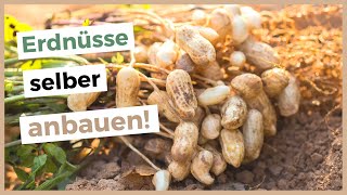 Erdnüsse in Deutschland anbauen 🥜 ErdnussPflanzen selber ziehen [upl. by Eillor]