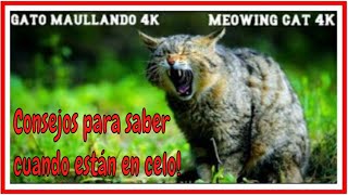 Gato maullando Fuerte en celo Sonido animal loud meowing cat Sound animal 4K [upl. by Kaylee935]