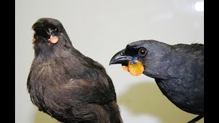 South Island Kōkako [upl. by Enal]