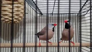 Long tailed finch makes crow sound [upl. by Lohman]