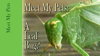 Leaf Bug Katydid as a Pet [upl. by Mccallum616]