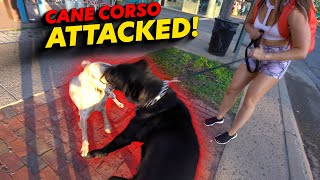 Cane Corso Attack [upl. by Duyne536]