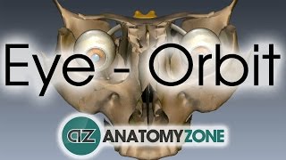 Orbit  Eye Anatomy [upl. by Cirtemed310]