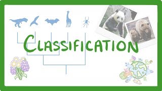 GCSE Biology  Classification 80 [upl. by Nastassia]