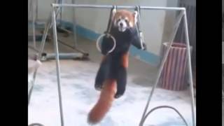 Adorable Red Panda Funny Supercut Compilation [upl. by Anidnamra]