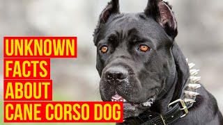 Cane Corso Dog Breed 7 facts Why Is The King For Your Protection [upl. by Randolph]