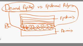 dermal papillae vs epidermal ridges [upl. by Elahcar]