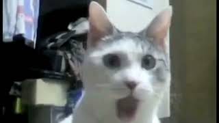 Cat Shocking Reaction Meme Template [upl. by Edlin]