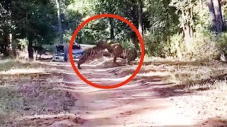 Watch 2 fullgrown Tigers engage in territorial fight [upl. by Nnylyoj]