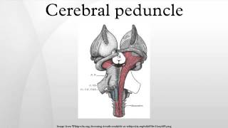 Truncus Encephali Mesencephalon Pons Bulbus [upl. by Giza]