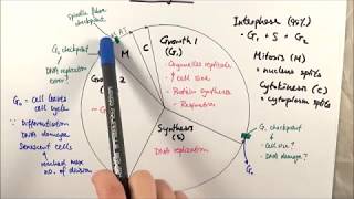 AS Biology  Cell cycle OCR A Chapter 61 [upl. by Ayidah246]