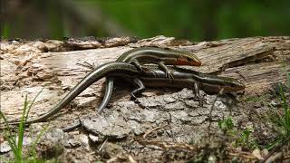 Common Five lined Skinks Breeding [upl. by Audrey809]