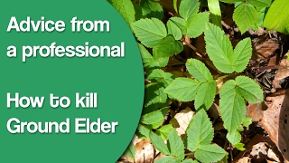 Advice from a professional Ground elder and how to kill it [upl. by Ephraim712]