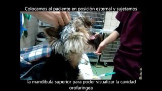 Intubación Endotraqueal en perro [upl. by Adnorat488]