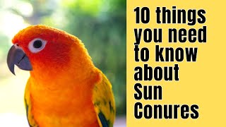 10 Things you NEED to know about SUN CONURES [upl. by Einal834]