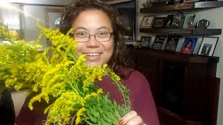 Harvesting Medicine from Goldenrod  Tea Tincture and Vinegar [upl. by Eirot296]