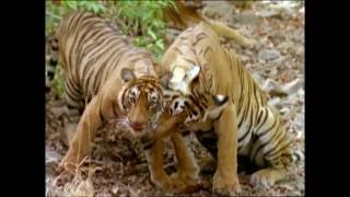 Baby Einstein  Wild Animal Safari Amazon Trailer [upl. by Brody]