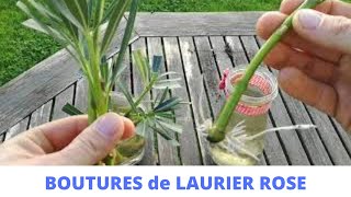 Bouture de laurier rose FACILE [upl. by Yattirb]