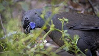 Song of the Kōkako [upl. by Haskell65]