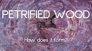 How petrified wood forms [upl. by Gahan]