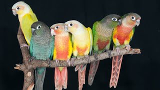 green cheek conure sound parrots bird Birds singing [upl. by Claresta]