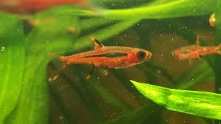 Boraras brigittae Mosquito Rasbora Chili Rasbora [upl. by Marabelle819]