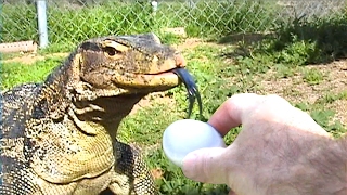 Monitor Lizard Gulps Food Whole [upl. by Jaynell]