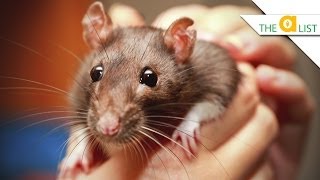 5 Fascinating Facts About Rats [upl. by Andri733]