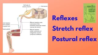 Reflexes  Stretch Reflex  Posture Reflex  kinesiology chapter 5  Physio Class [upl. by Emixam]