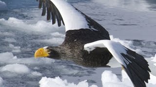 Stellers Sea Eagle [upl. by Jareb]