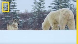 Wolf Pack Takes on a Polar Bear  Ep 1  Wildlife The Big Freeze [upl. by Namyh6]