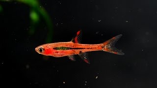 The Chili Rasbora Boraras brigittae Species Spotlight [upl. by Norrag417]